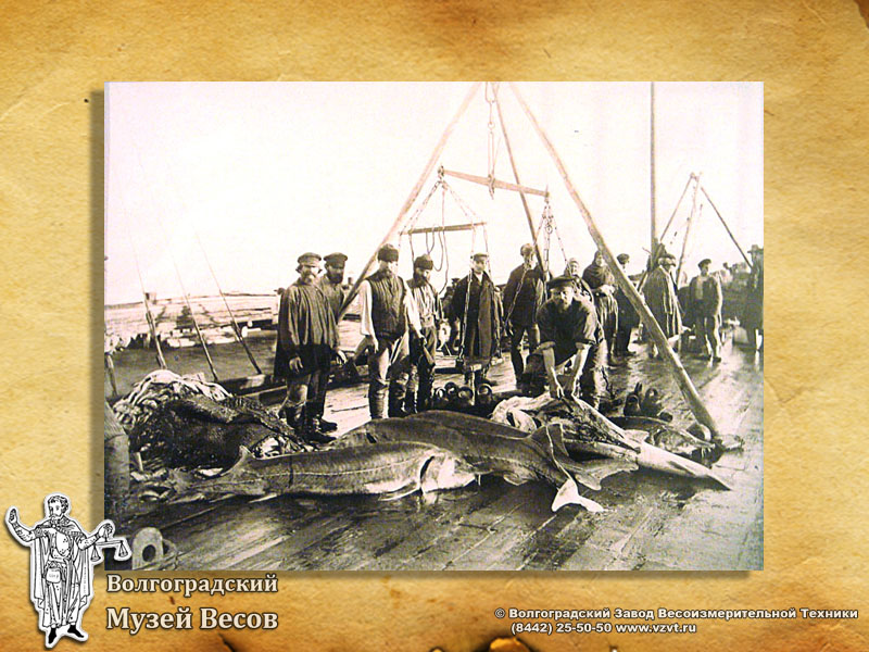Weighing sturgeons on the Volga river. Old-time photograph depicting balance.
