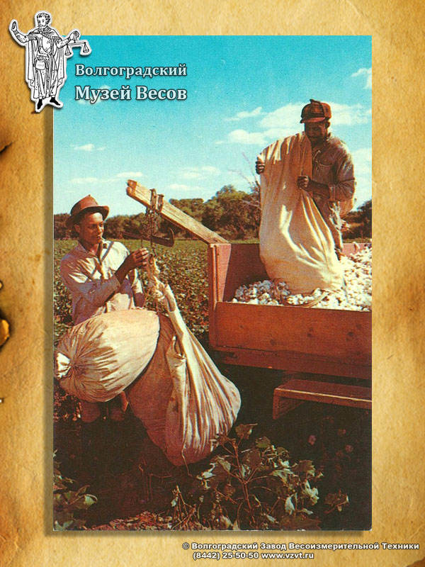 Weighing of cotton on scalebeam. A postcard with the picture of scales.