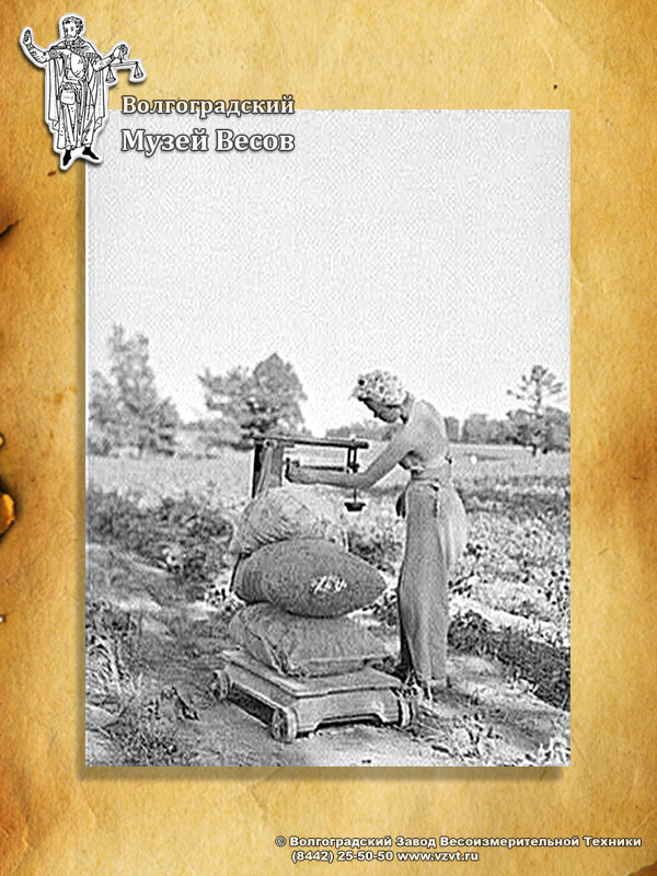 Weighing the harvest. Old photograph depicting a platform balance.