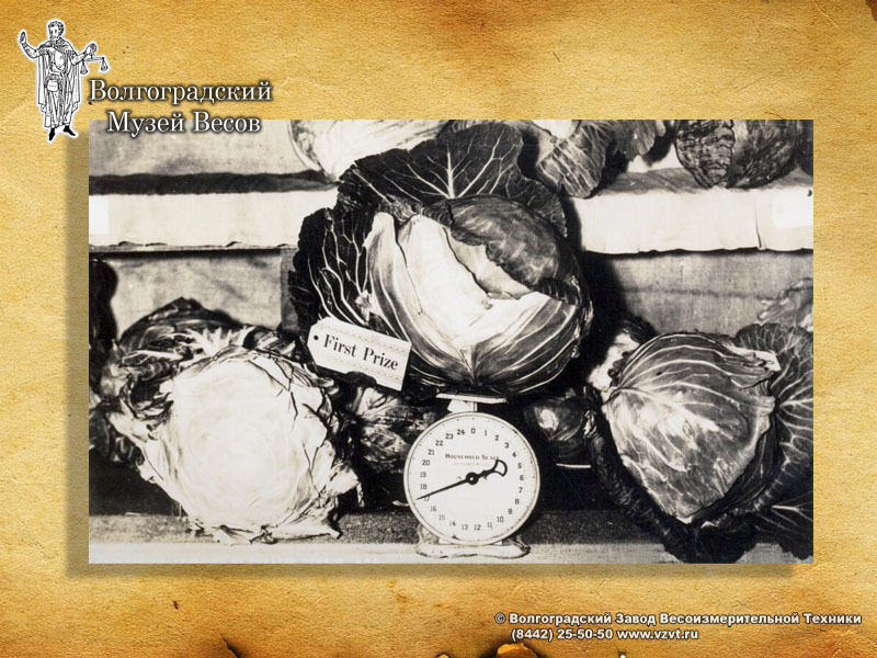 Weighing cabbage on spring balance. Old photograph.